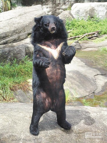 臺灣黑熊成瀕危動物數(shù)量只有熊貓的1/10(圖)