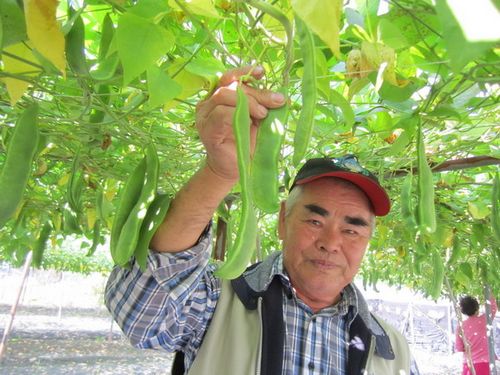 7旬老農(nóng)種“皇帝豆”超過20年知足常樂分享經(jīng)驗(yàn)