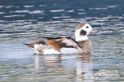 �_���w�����Lβ������(chu��ng)ӛ��񱊷���������D��