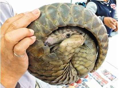 ��;��ɽ�׾���һ�F(tu��n)ģ�ӳ��ȌW(xu��)ͯ�����o(h��)��������