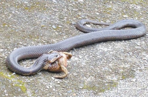 眼鏡蛇吞蟾蜍時(shí)被捕受驚當(dāng)場吐出食物(圖)