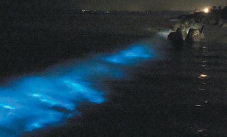 金門南海岸出現(xiàn)“藍(lán)眼淚”奇觀民眾爭(zhēng)睹(圖)