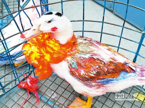 臺灣高雄舉辦另類“選美”眾家禽濃妝艷抹(圖)