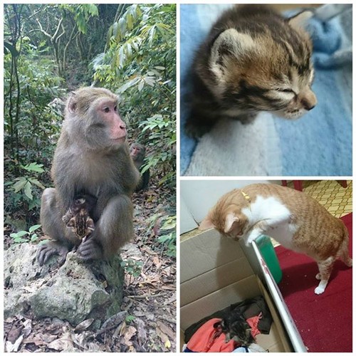 臺(tái)灣獼猴屢偷小貓媒體刊文稱系父愛(ài)泛濫(圖)