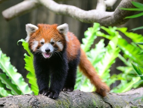 ����С��؈�g�g�_(t��i)�����ࡡ��̎����ƨ�ɡ��u��(�D)