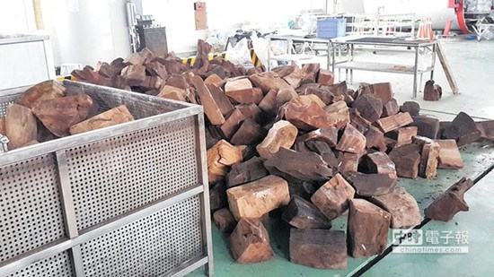 臺灣最大牛樟木收贓案:工廠囤300噸 暗植牛樟芝(圖) 臺灣最大牛樟木收贓案:工廠囤300噸 暗植牛樟芝(圖)