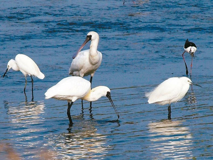 臺(tái)灣禽流感疫區(qū)擴(kuò)及14縣市 臺(tái)東淪陷 臺(tái)灣禽流感疫區(qū)擴(kuò)及14縣市 臺(tái)東淪陷