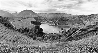 臺灣杉林溪茶園風光 臺灣杉林溪茶園風光