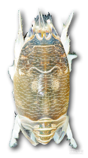 臺灣發(fā)現(xiàn)新物種“臺灣鼠蟬蟹”(圖)