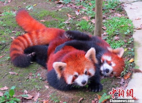 ���ٛ�_С��؈ϲ�Q�Ɍ��p��̥ ����ҡ�������(�D)