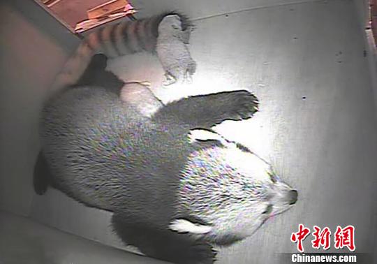 ���ٛ�_С��؈ϲ�Q�Ɍ��p��̥ ����ҡ�������(�D)