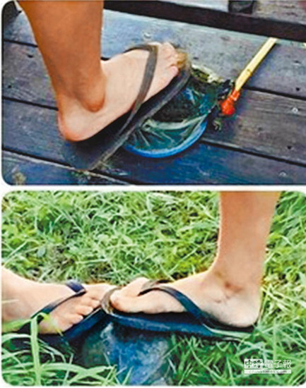 臺北高中生集體虐龜拍照上傳網(wǎng)站炫耀(圖)