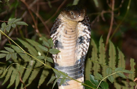 眼鏡蛇“屢勸不聽(tīng)”忠犬護(hù)阿嬤使出撒手锏(圖)