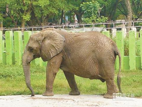 高雄動(dòng)物園大象用鼻子拋石頭打斷女游客1顆門牙