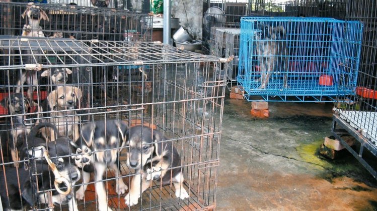 ���@��һ�C��������С�������������|(zh��)���֋������@������֮�����з�ֳ֮���������@���˷��J��