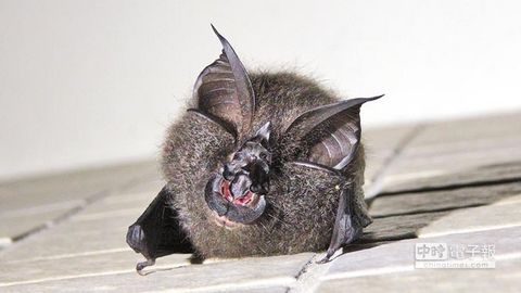 臺(tái)北動(dòng)物園迎來新朋友大蹄鼻蝠跟“圓仔”成鄰居