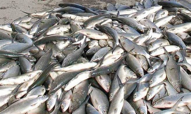 寒流來襲云林養(yǎng)殖業(yè)災(zāi)損嚴(yán)重 寒流來襲云林養(yǎng)殖業(yè)災(zāi)損嚴(yán)重