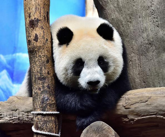 ����؈�A��ӭ��(l��i)����Ů�ğ������M(j��n)�롰�ഺ�ڡ�