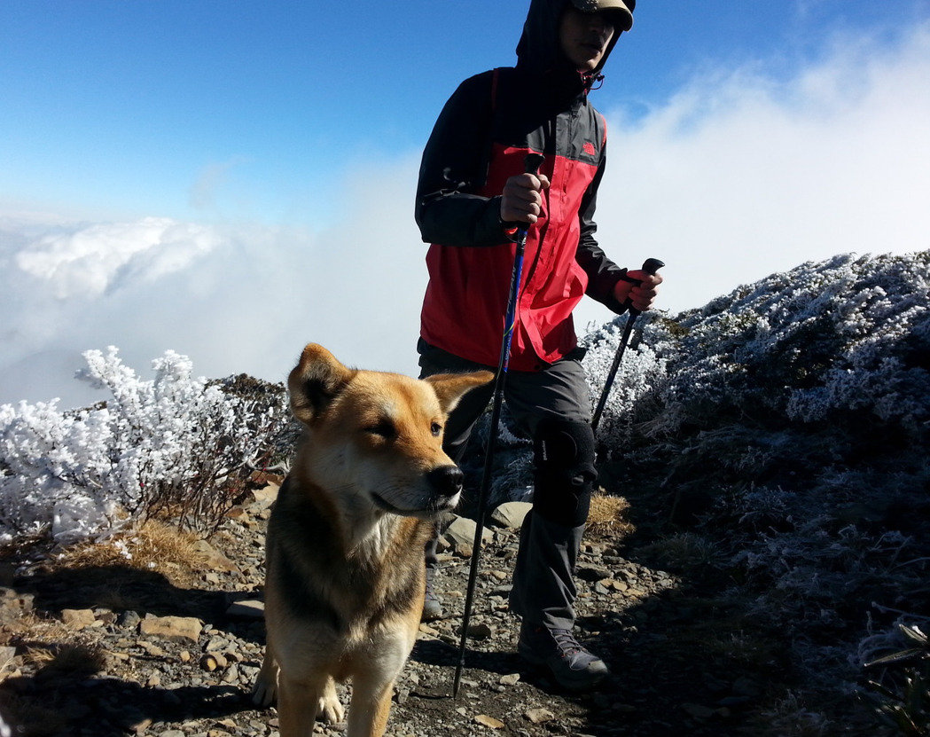 臺灣最牛流浪狗 登4000米高峰曬太陽 臺灣最牛流浪狗 登4000米高峰曬太陽
