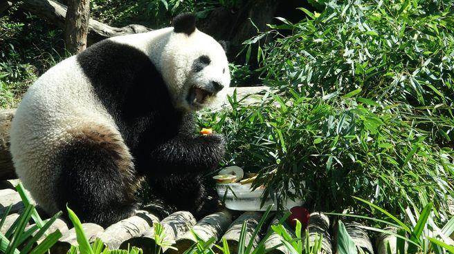 �ɐ��ֿɿڵĲ�ɫ�����A�С��_������