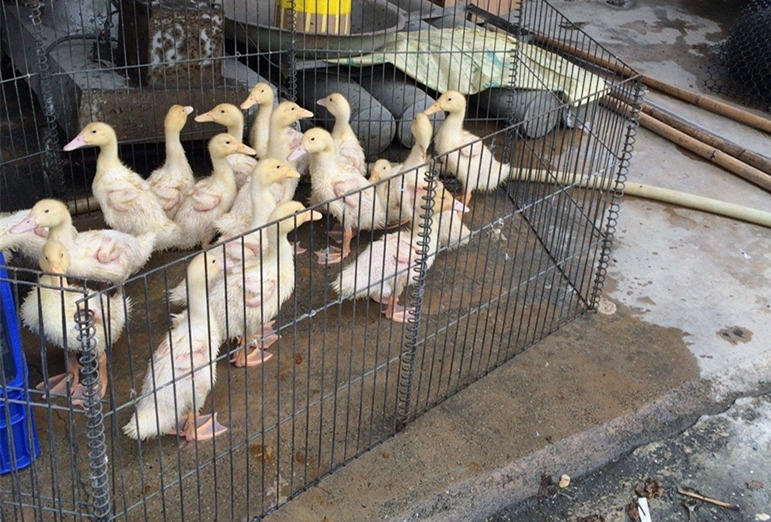 �_�������������ٔU�� �u���Z���S�����|������ʧ��