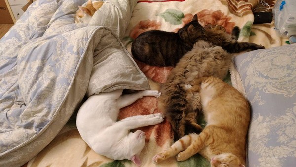 萌貓被蜂蟄腫成豬頭 傲嬌包子臉讓人好笑又心疼 萌貓被蜂蟄腫成豬頭 傲嬌包子臉讓人好笑又心疼