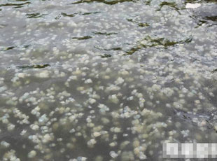 ˮĸ��܊����-�_(t��i)�����������˴a�^��ãã