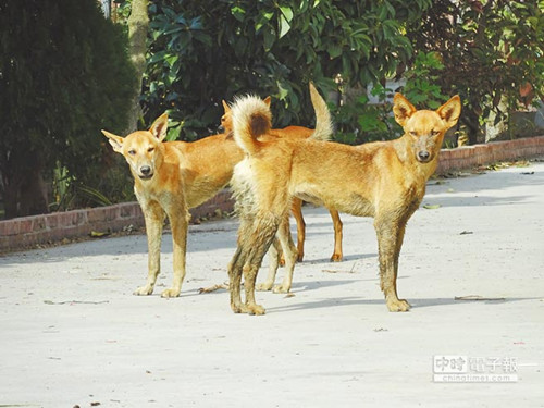 臺灣91歲老農(nóng)遭野狗咬死 面對惡犬要慢退防衛(wèi)威嚇(圖) 臺灣91歲老農(nóng)遭野狗咬死 面對惡犬要慢退防衛(wèi)威嚇(圖)