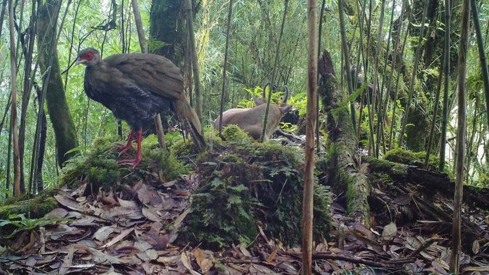 ��Ҋ�ֺ��C�����������״��ĵ��ɷN���o(h��)���ͬ�������