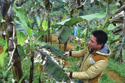 罕見寒潮致部分地區(qū)受災(zāi) 蔬菜噴防凍液仍被凍爛 罕見寒潮致部分地區(qū)受災(zāi) 蔬菜噴防凍液仍被凍爛