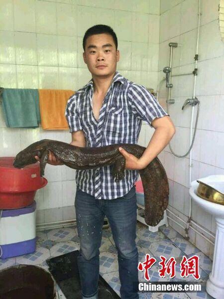 甘肅濕地現(xiàn)巨型“娃娃魚” 年齡已80多歲(圖) 甘肅濕地現(xiàn)巨型“娃娃魚” 年齡已80多歲(圖)