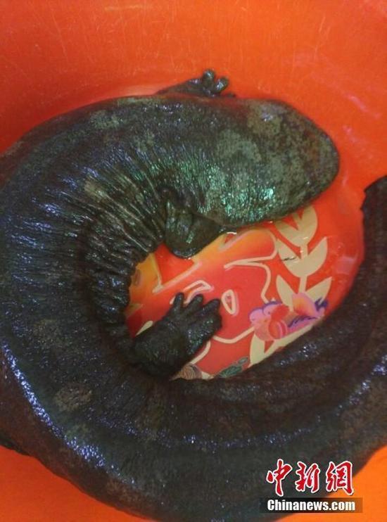 甘肅濕地現(xiàn)巨型“娃娃魚” 年齡已80多歲(圖) 甘肅濕地現(xiàn)巨型“娃娃魚” 年齡已80多歲(圖)