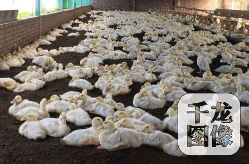 �����ɞ������¸�����