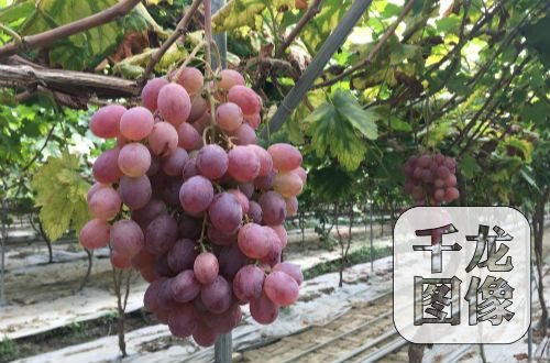 �t�Ǵ�ă�(y��u)�|(zh��)���ѻ��أ��F(xi��n)�����M(j��n)����ָ���t�������ĺ�����ڵȃ�(y��u)�|(zh��)����Ʒ�N��