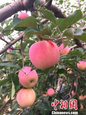 �o���h���@��(n��i)���O�������¾W(w��ng) �N�� �z