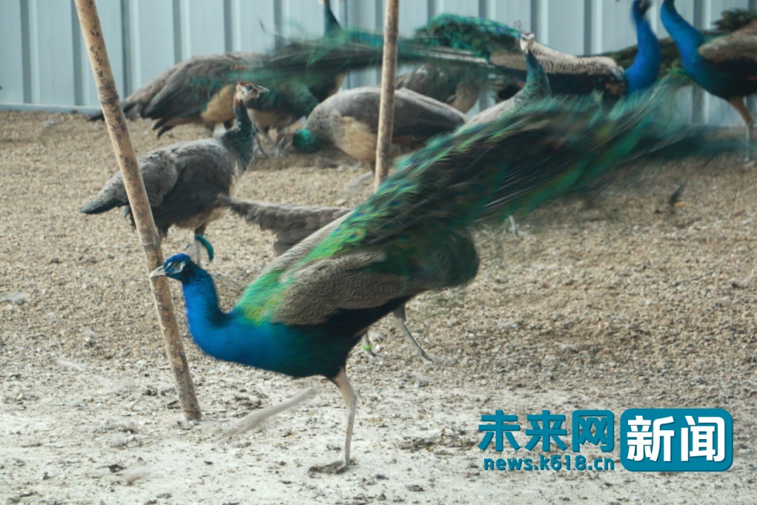 Óؚ���Կ��V��:���{(l��n)��ȸ��㕁������Óؚ�¸���ϣ��