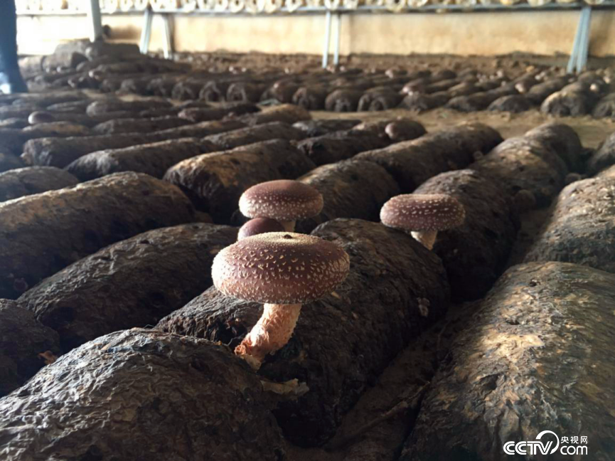 ��ˮ���l(xi��ng)�|�δ���Ҵ����е��㹽