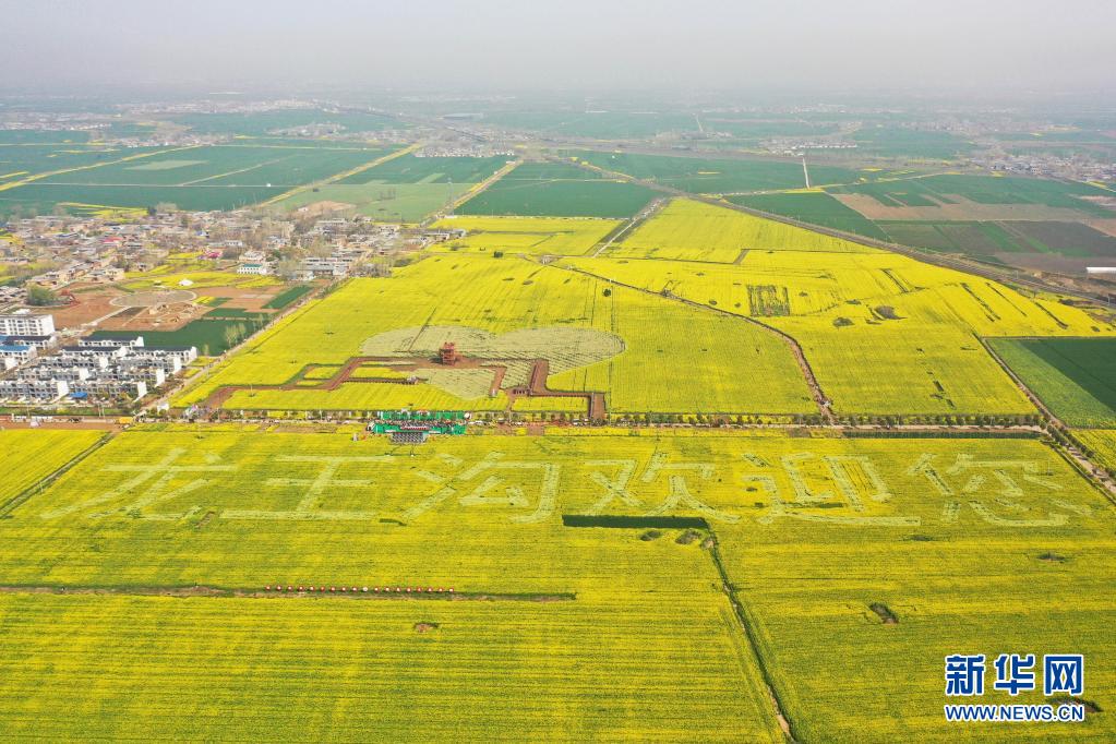 河南寶豐:打造賞花經(jīng)濟(jì) 助力鄉(xiāng)村振興