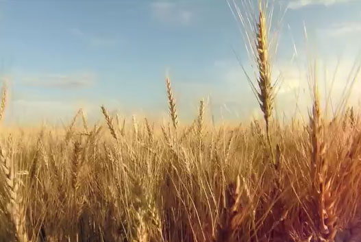 點(diǎn)擊播放 點(diǎn)擊播放