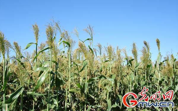 ������׃��ˇ�g(sh��)Ʒ �a(ch��n)�I(y��)���d��(w��n)Óؚ����ؚ