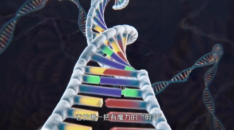 【曬曬咱的國之重器10】短視頻丨基因編輯的精準(zhǔn)“剪刀”