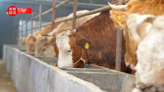 △段村養(yǎng)殖業(yè)