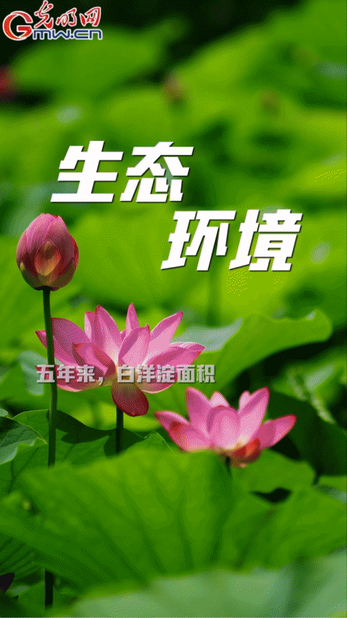 【“動(dòng)”漫海報(bào)】雄安新區(qū):五年奮進(jìn)加速蝶變 未來(lái)之城欣欣向榮