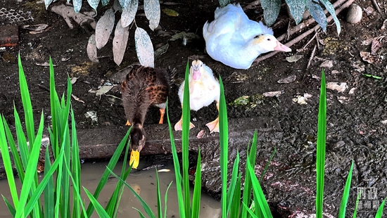  �����S��������������a(ch��n)ģʽ�������_(t��i)��ҕӛ�ߗ������Ĕz��