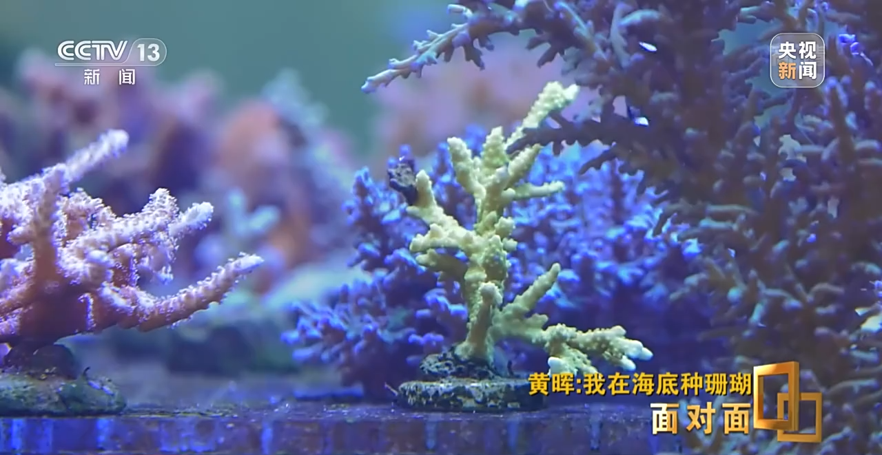 面對面丨“珊瑚媽媽”黃暉:種出一片“海底森林”