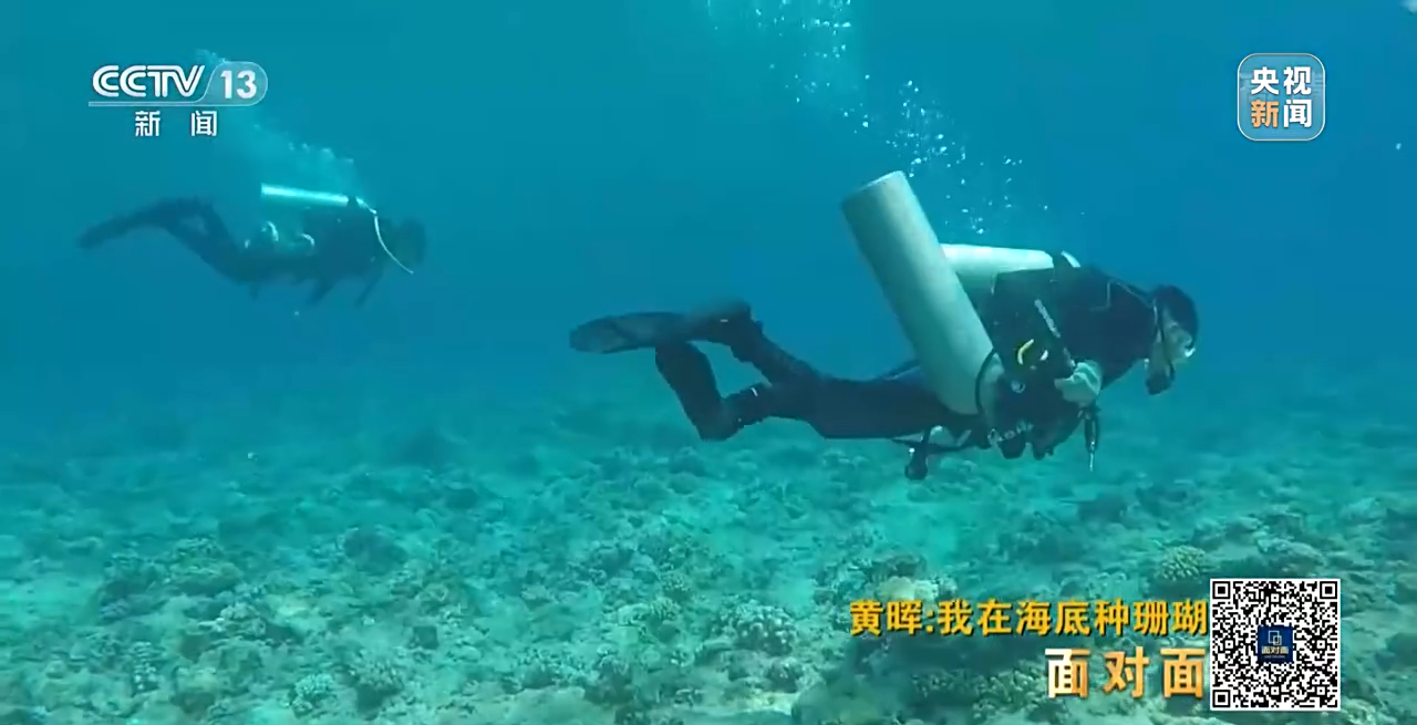 面對面丨“珊瑚媽媽”黃暉:種出一片“海底森林”