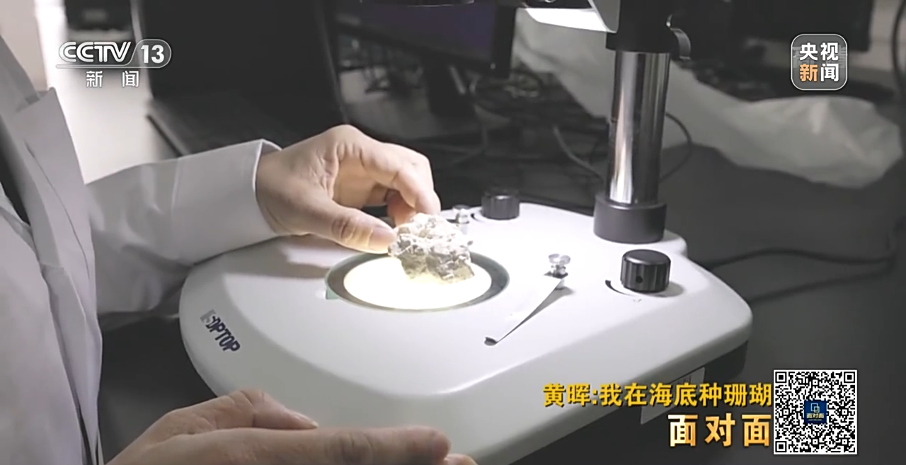 面對面丨“珊瑚媽媽”黃暉:種出一片“海底森林”