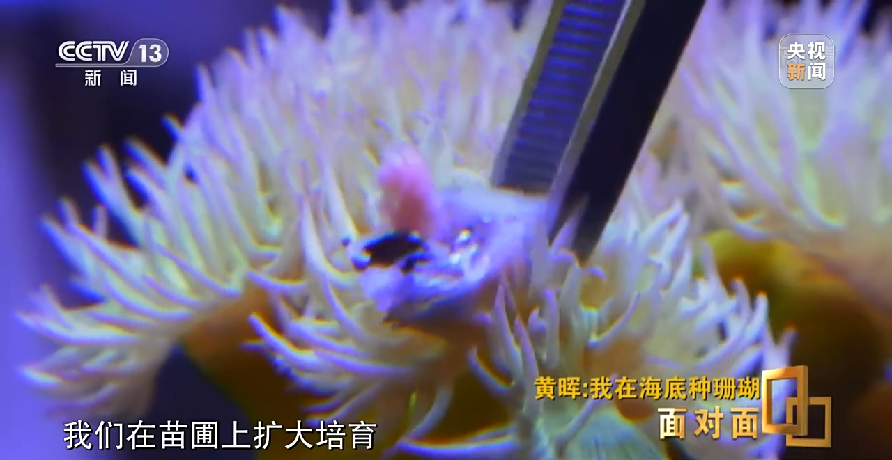 面對面丨“珊瑚媽媽”黃暉:種出一片“海底森林”