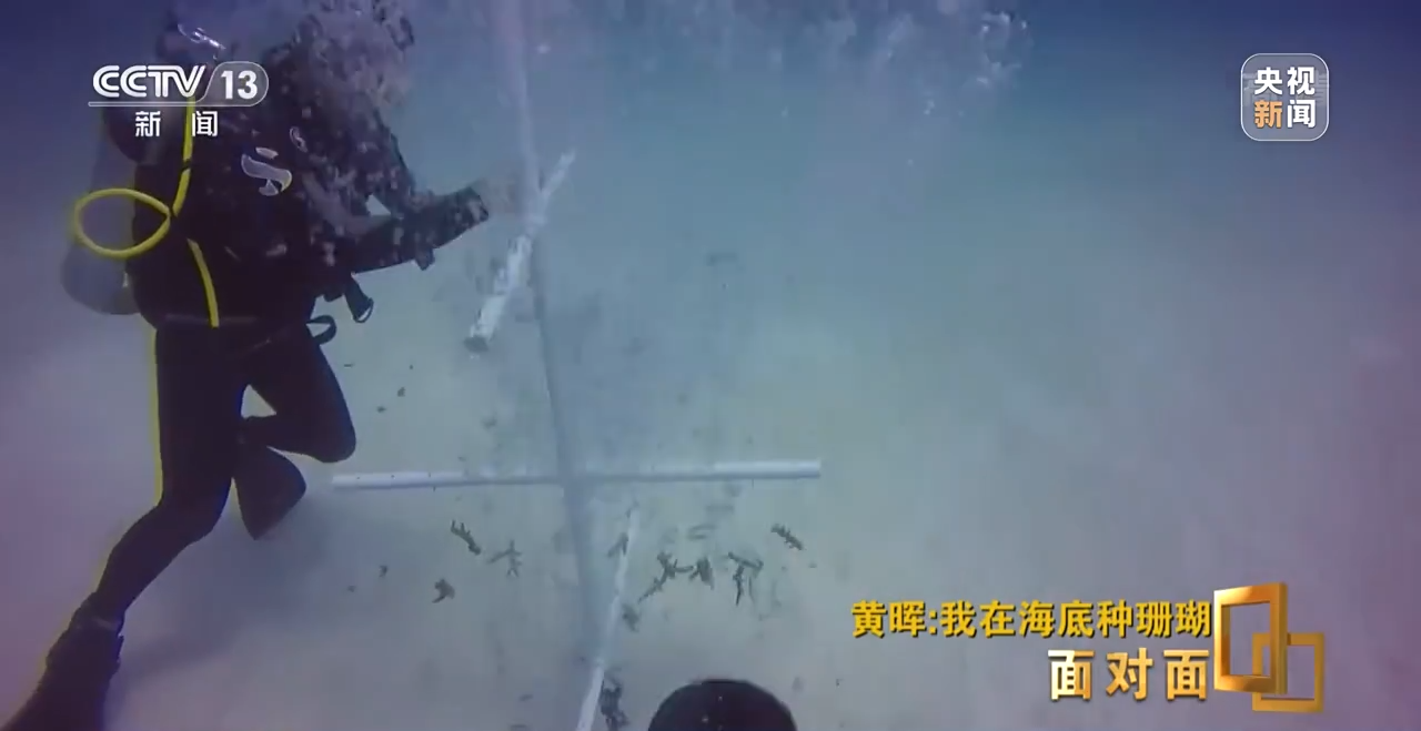 面對面丨“珊瑚媽媽”黃暉:種出一片“海底森林”