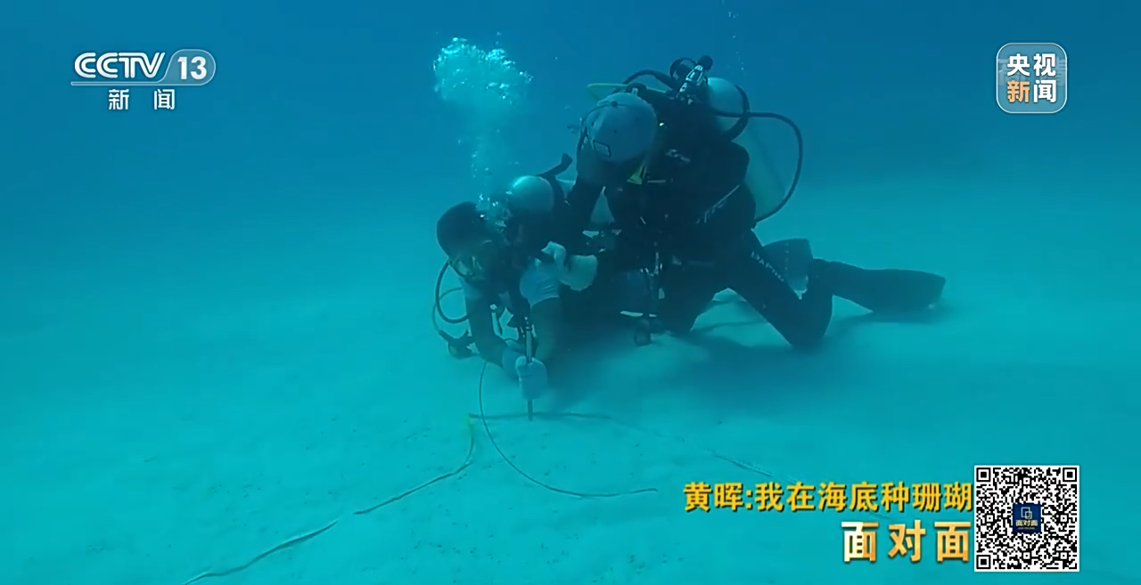 面對面丨“珊瑚媽媽”黃暉:種出一片“海底森林”